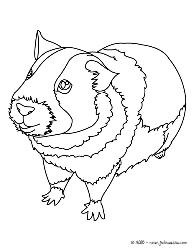 Dessin à colorier: Cochon dinde (Animaux) #18493 - Coloriages à Imprimer Gratuits