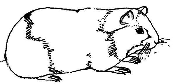 Dessin à colorier: Cochon dinde (Animaux) #18497 - Coloriages à Imprimer Gratuits