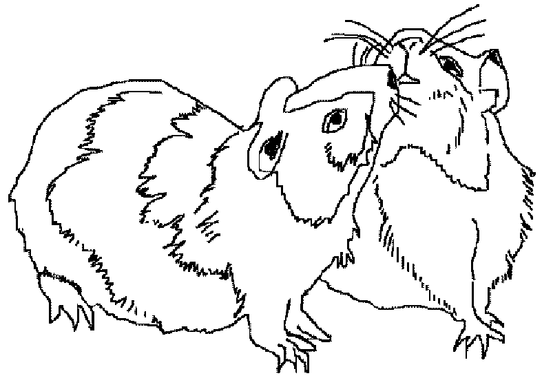 Dessin à colorier: Cochon dinde (Animaux) #18500 - Coloriages à Imprimer Gratuits