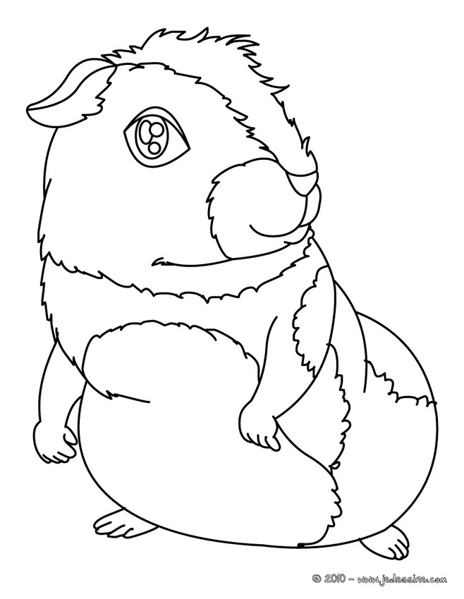 Dessin à colorier: Cochon dinde (Animaux) #18510 - Coloriages à Imprimer Gratuits