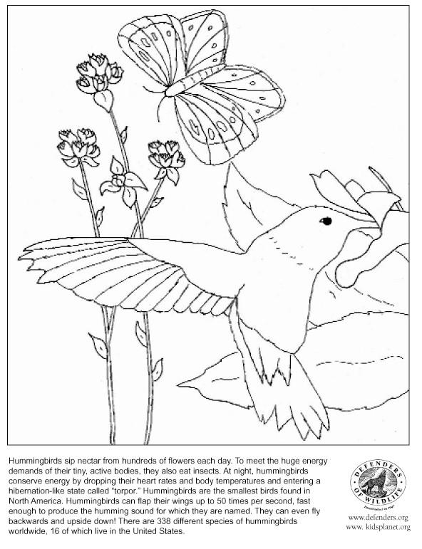 Dessin à colorier: Colibri (Animaux) #3827 - Coloriages à Imprimer Gratuits