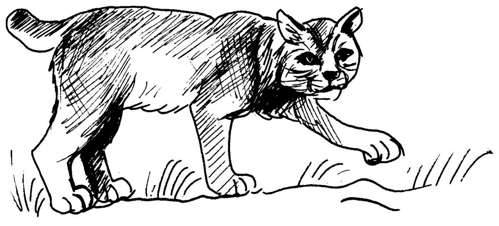 Dessin à colorier: Cougar (Animaux) #4421 - Coloriages à Imprimer Gratuits