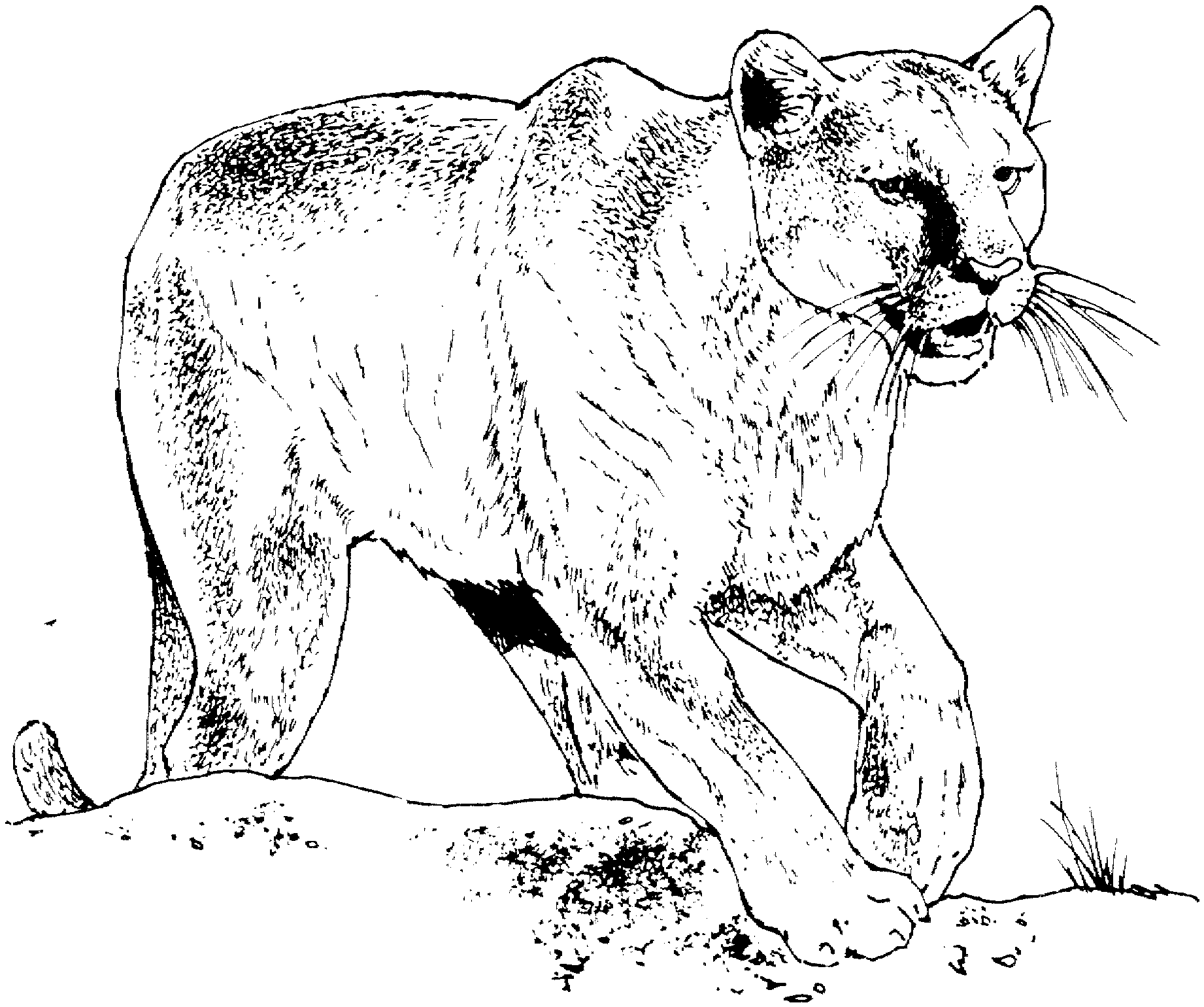 Dessin à colorier: Cougar (Animaux) #4476 - Coloriages à Imprimer Gratuits