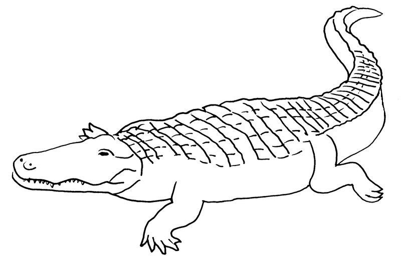 Dessin à colorier: Crocodile (Animaux) #4950 - Coloriages à Imprimer Gratuits