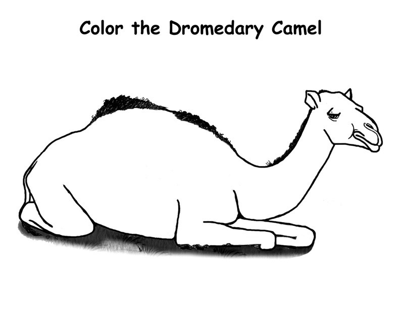 Dessin à colorier: Dromadaire (Animaux) #5921 - Coloriages à Imprimer Gratuits