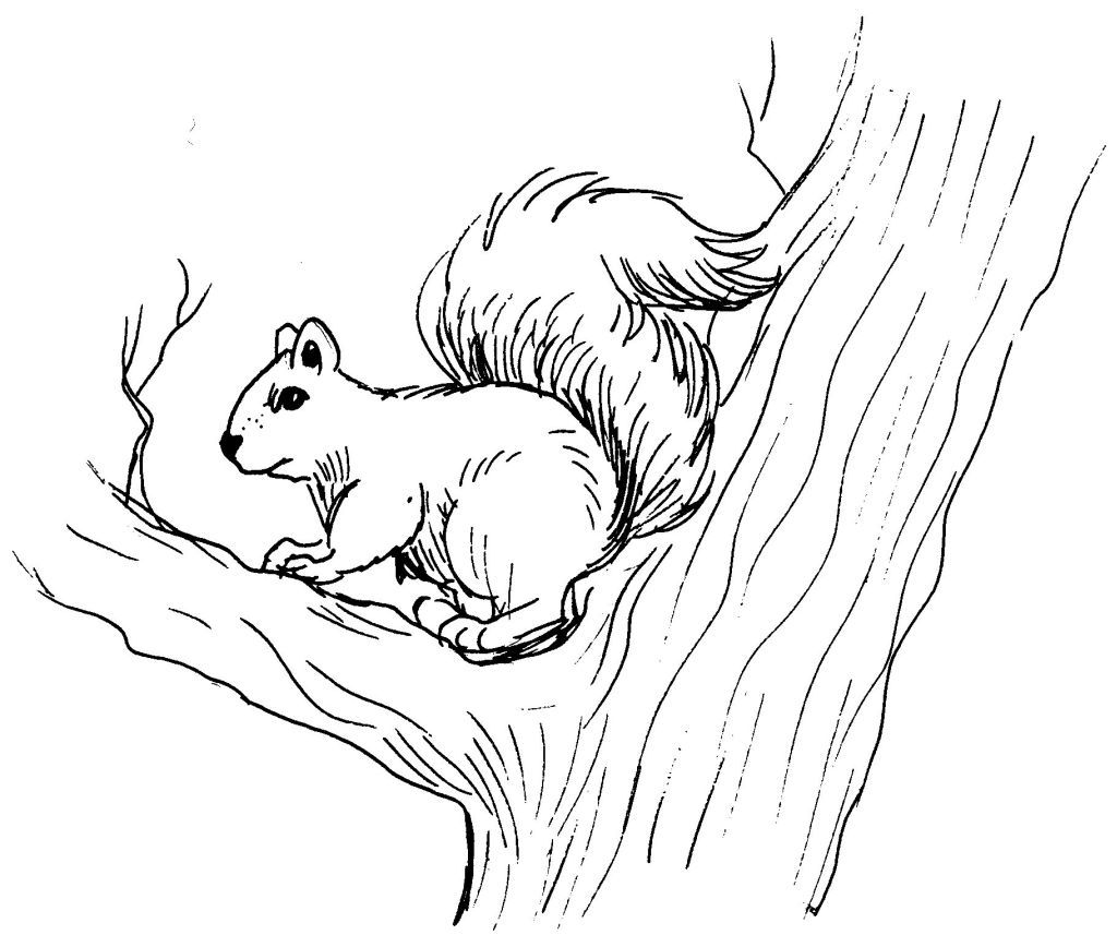 Dessin à colorier: Écureuil (Animaux) #6154 - Coloriages à Imprimer Gratuits