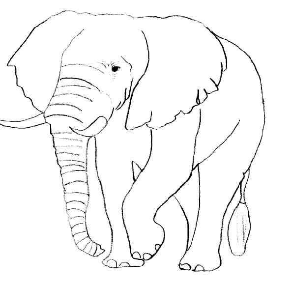 Dessin à colorier: Éléphant (Animaux) #6316 - Coloriages à Imprimer Gratuits
