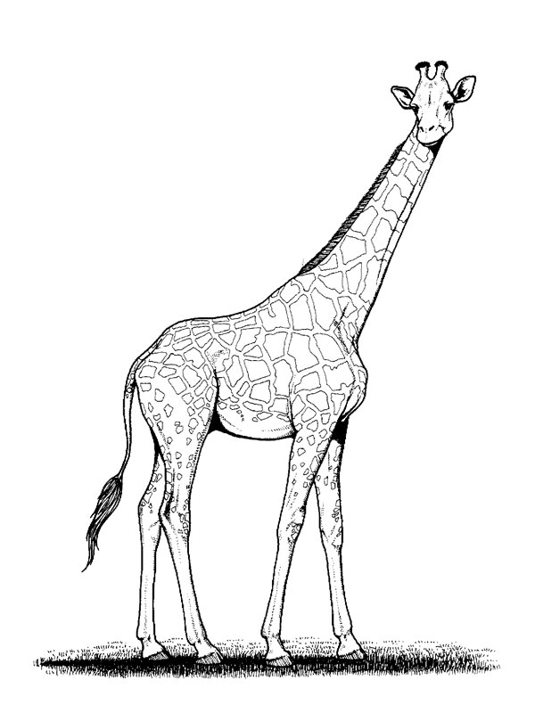 Dessin à colorier: Girafe (Animaux) #7229 - Coloriages à Imprimer Gratuits