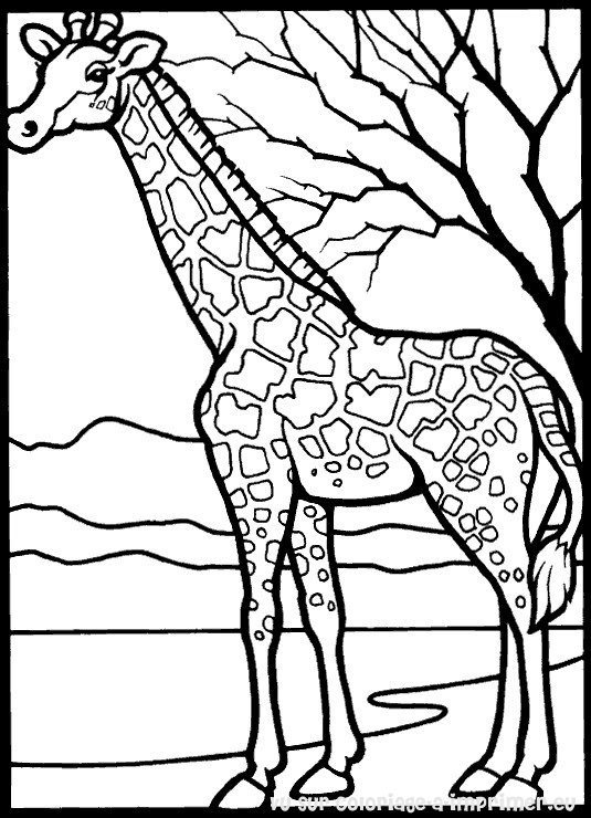 Dessin à colorier: Girafe (Animaux) #7231 - Coloriages à Imprimer Gratuits