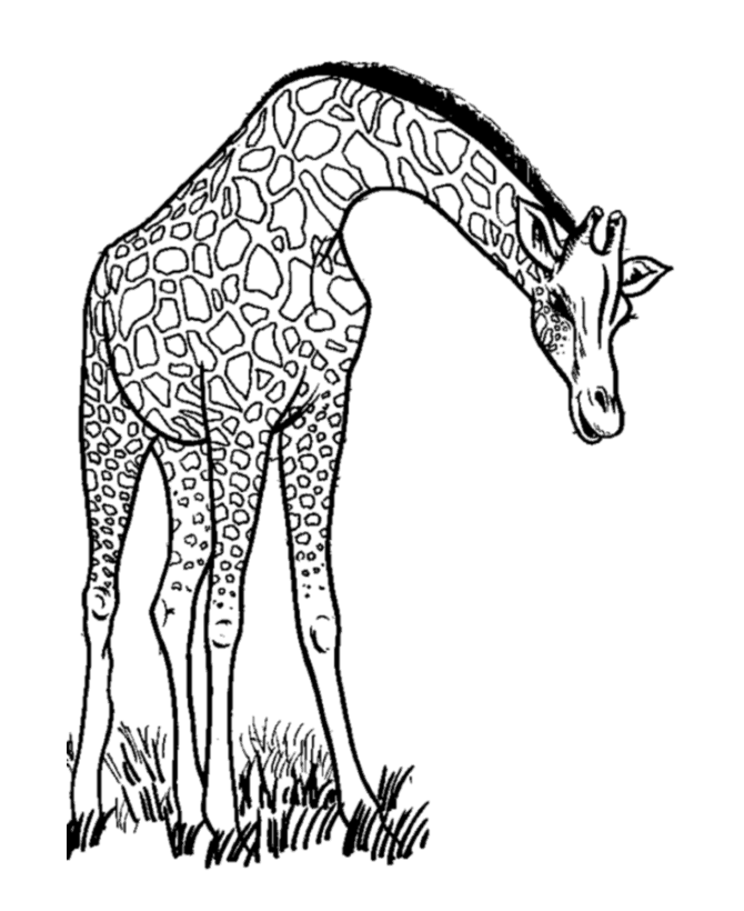 Dessin à colorier: Girafe (Animaux) #7234 - Coloriages à Imprimer Gratuits