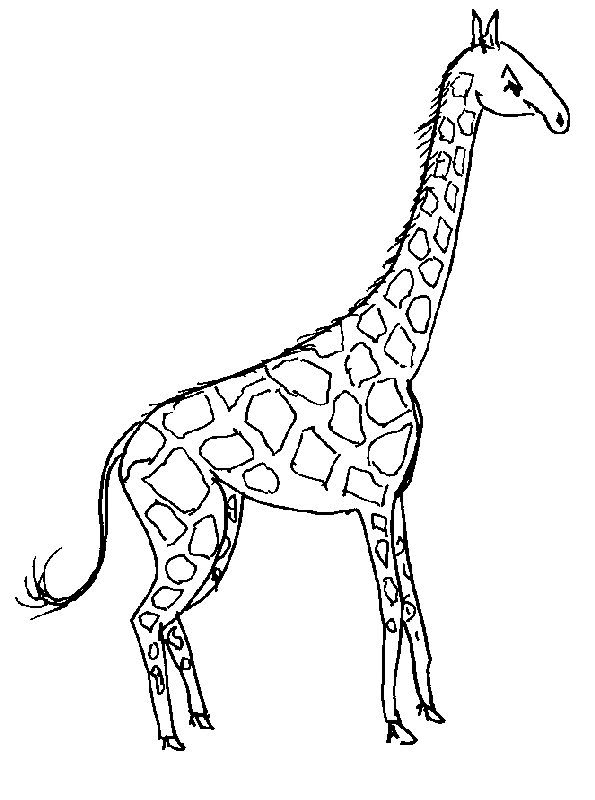 Dessin à colorier: Girafe (Animaux) #7235 - Coloriages à Imprimer Gratuits