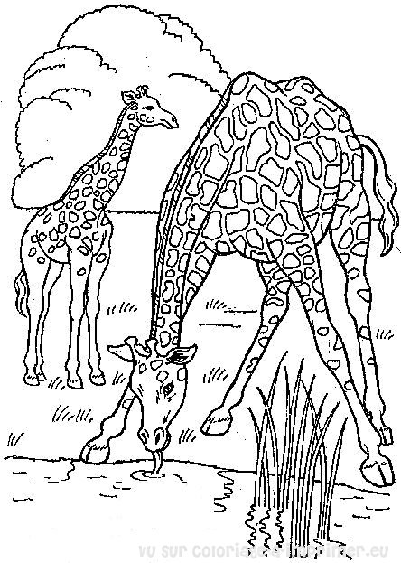 Dessin à colorier: Girafe (Animaux) #7245 - Coloriages à Imprimer Gratuits