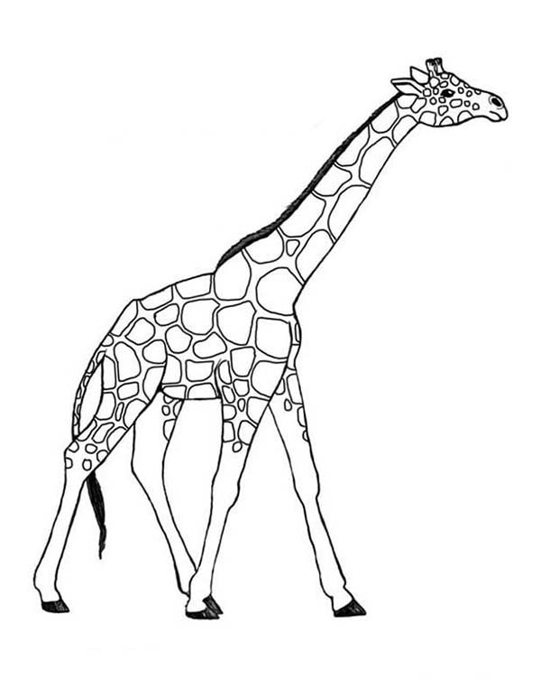 Dessin à colorier: Girafe (Animaux) #7260 - Coloriages à Imprimer Gratuits