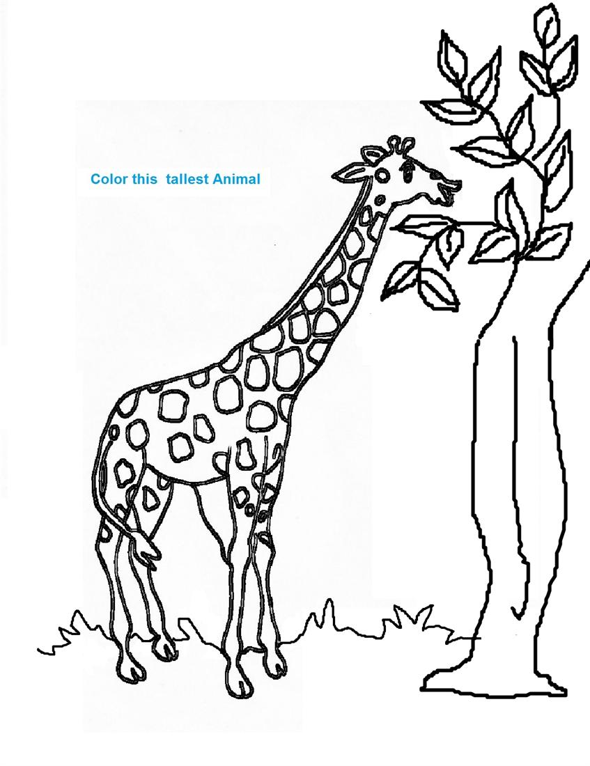 Dessin à colorier: Girafe (Animaux) #7265 - Coloriages à Imprimer Gratuits
