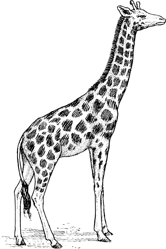 Dessin à colorier: Girafe (Animaux) #7297 - Coloriages à Imprimer Gratuits
