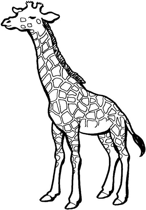Dessin à colorier: Girafe (Animaux) #7334 - Coloriages à Imprimer Gratuits