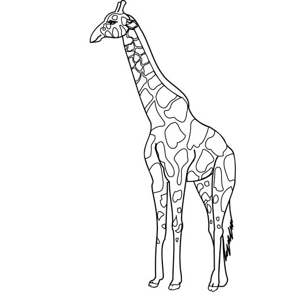 Dessin à colorier: Girafe (Animaux) #7362 - Coloriages à Imprimer Gratuits