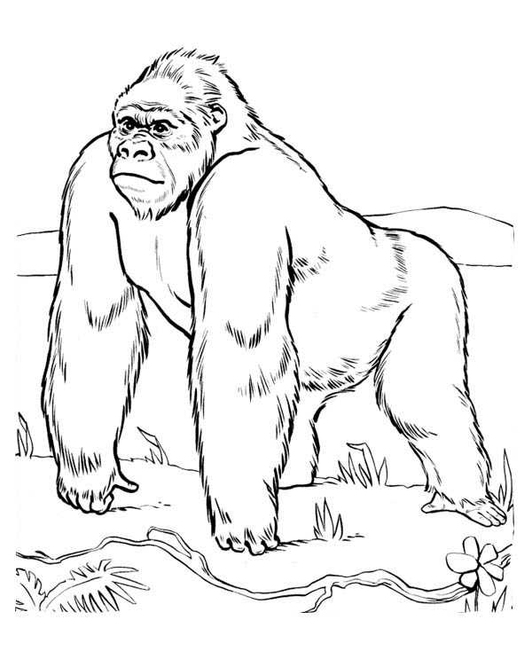 Dessin à colorier: Gorille (Animaux) #7421 - Coloriages à Imprimer Gratuits