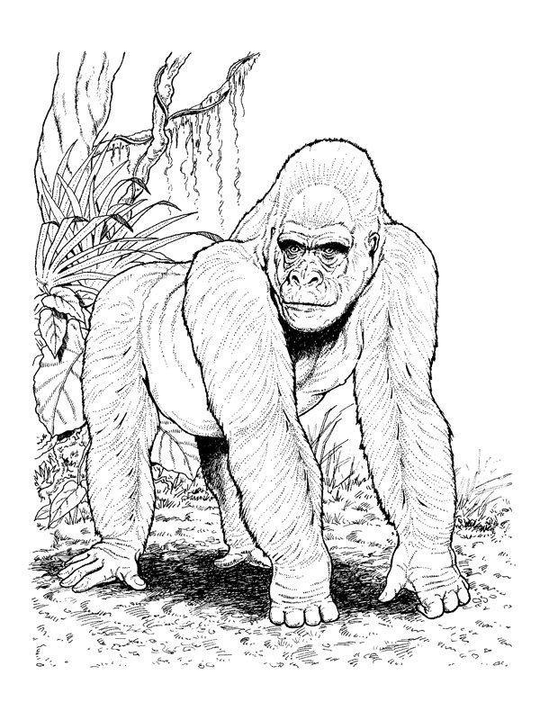 Dessin à colorier: Gorille (Animaux) #7467 - Coloriages à Imprimer Gratuits