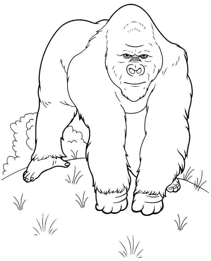 Dessin à colorier: Gorille (Animaux) #7477 - Coloriages à Imprimer Gratuits