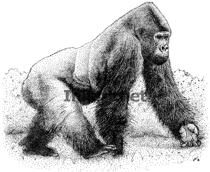 Dessin à colorier: Gorille (Animaux) #7563 - Coloriages à Imprimer Gratuits