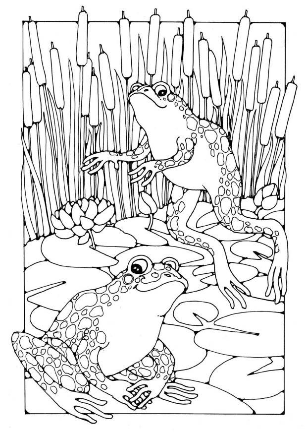 Dessin à colorier: Grenouille (Animaux) #7716 - Coloriages à Imprimer Gratuits