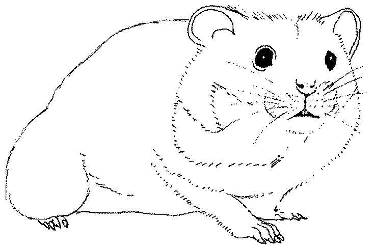Dessin à colorier: Hamster (Animaux) #8011 - Coloriages à Imprimer Gratuits