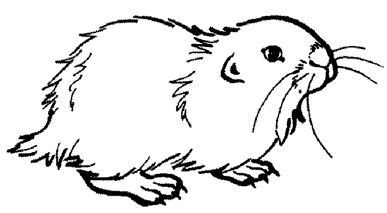 Dessin à colorier: Hamster (Animaux) #8039 - Coloriages à Imprimer Gratuits