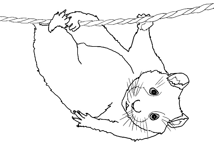 Dessin à colorier: Hamster (Animaux) #8083 - Coloriages à Imprimer Gratuits