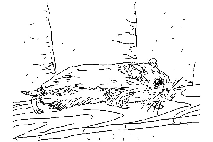 Dessin à colorier: Hamster (Animaux) #8120 - Coloriages à Imprimer Gratuits