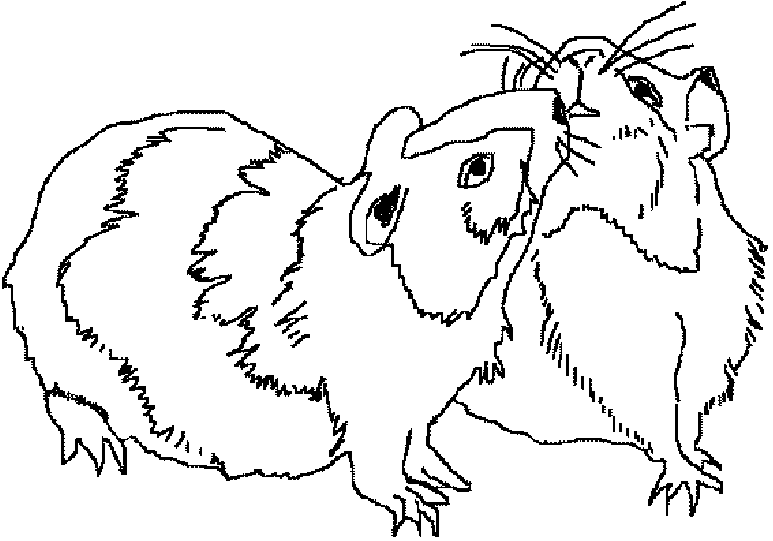 Dessin à colorier: Hamster (Animaux) #8127 - Coloriages à Imprimer Gratuits