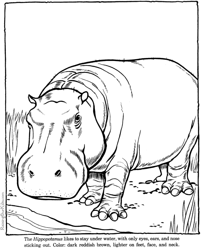 Coloriage Hippopotame #27 (Animaux) – Coloriages à imprimer