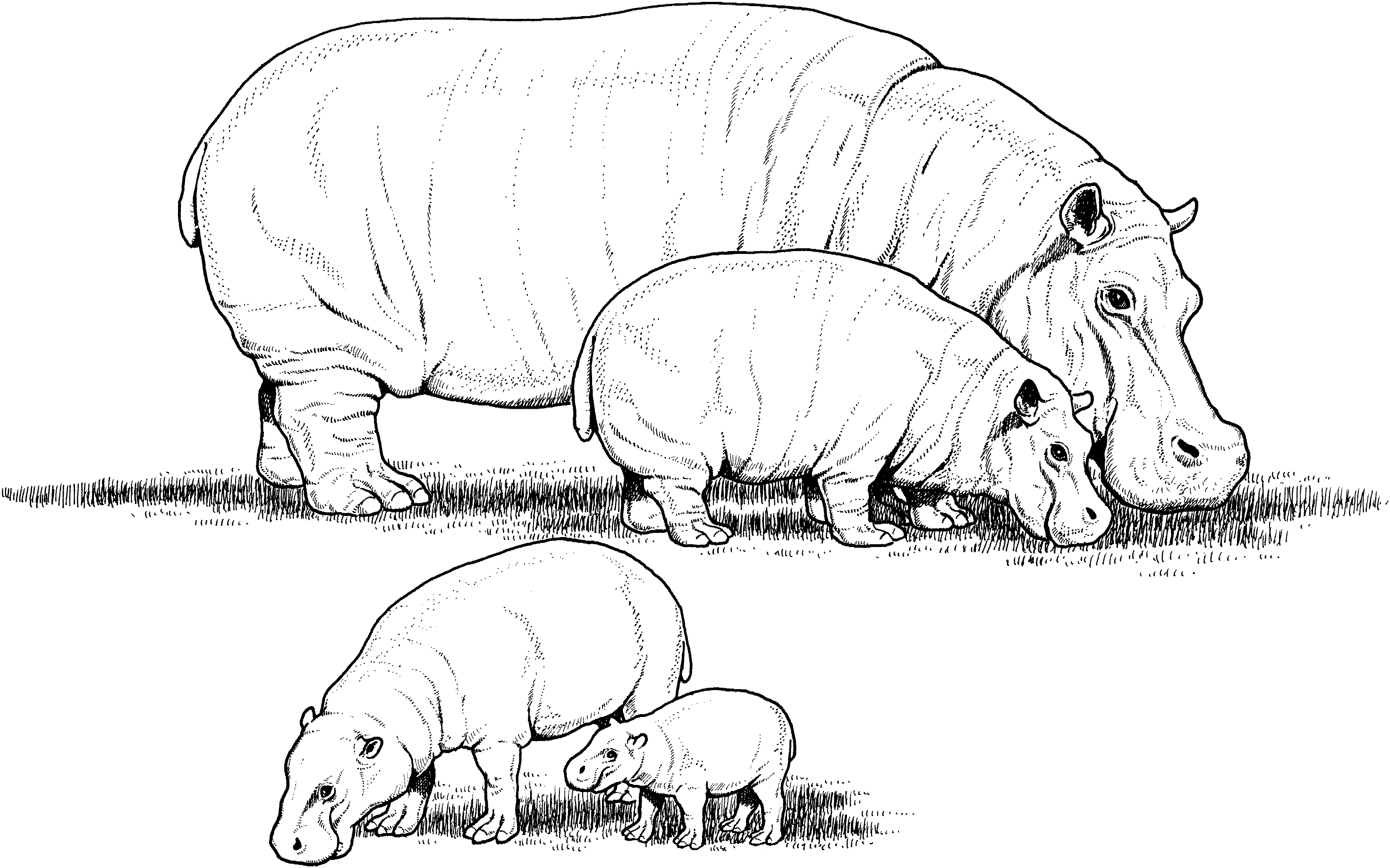Dessin à colorier: Hippopotame (Animaux) #8757 - Coloriages à Imprimer Gratuits