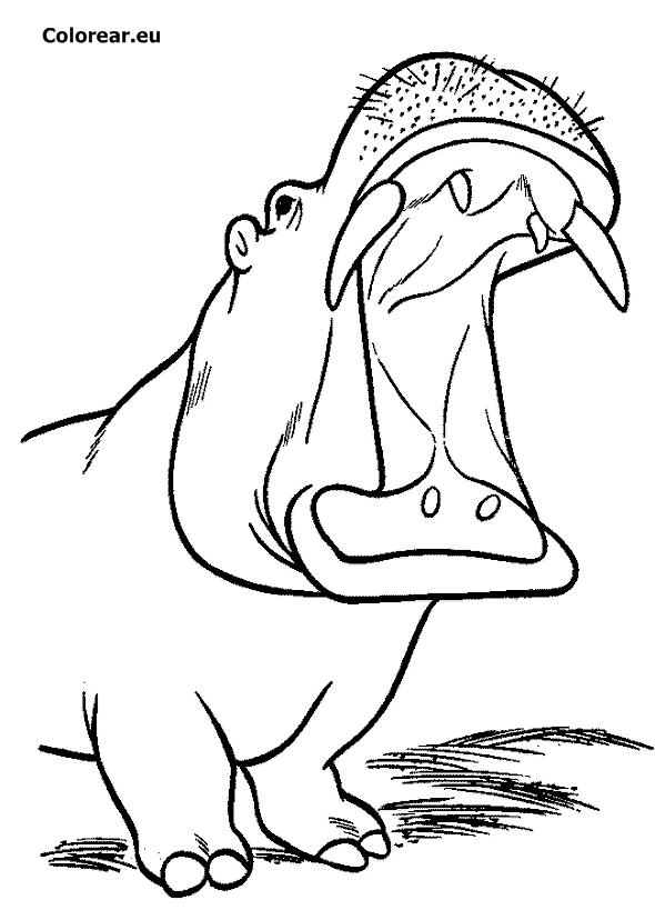 Dessin à colorier: Hippopotame (Animaux) #8783 - Coloriages à Imprimer Gratuits