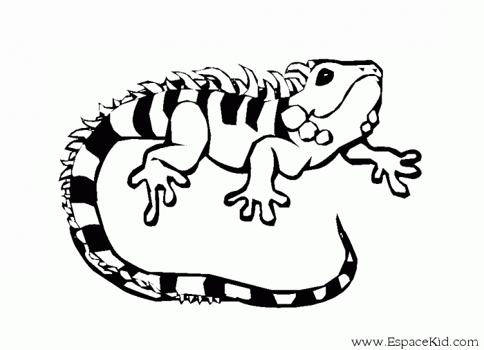 Dessin à colorier: Iguane (Animaux) #8918 - Coloriages à Imprimer Gratuits