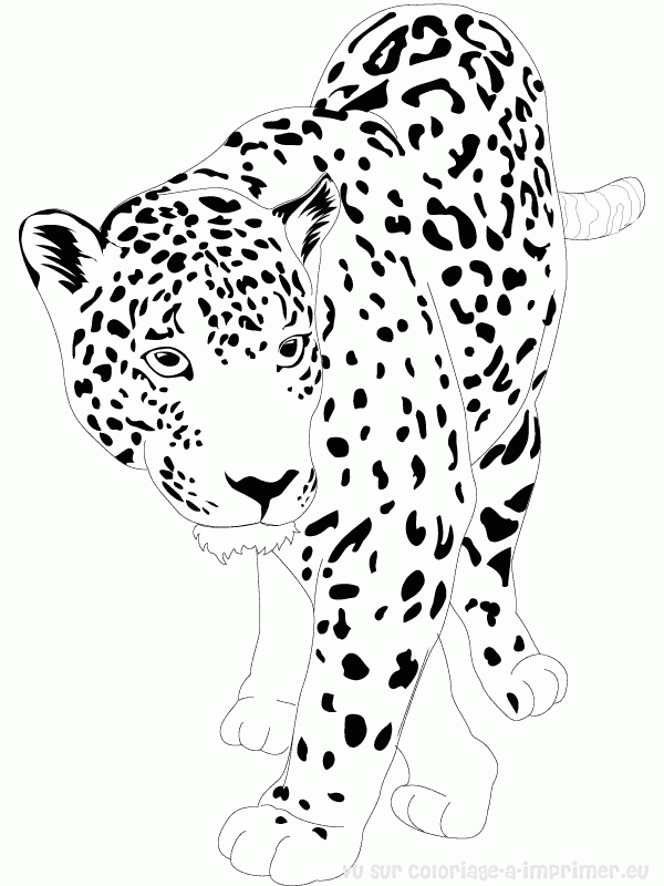 Dessin à colorier: Jaguar (Animaux) #9002 - Coloriages à Imprimer Gratuits