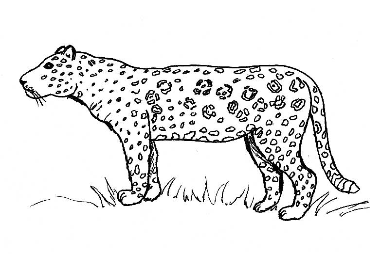 Dessin à colorier: Jaguar (Animaux) #9010 - Coloriages à Imprimer Gratuits