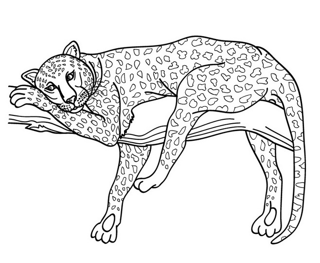 Dessin à colorier: Jaguar (Animaux) #9023 - Coloriages à Imprimer Gratuits