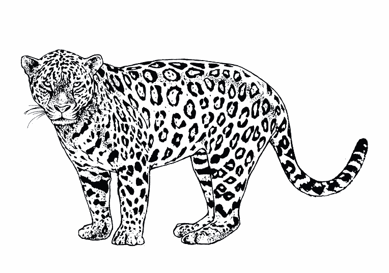 Dessin à colorier: Jaguar (Animaux) #9025 - Coloriages à Imprimer Gratuits