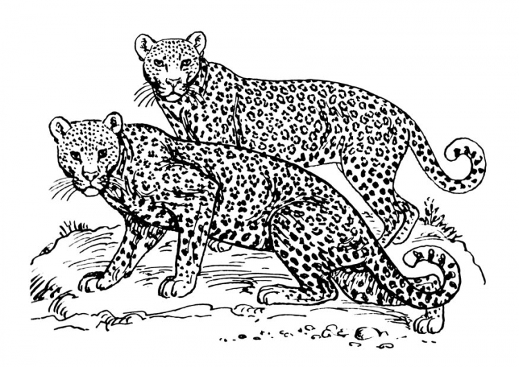 Dessin à colorier: Jaguar (Animaux) #9031 - Coloriages à Imprimer Gratuits