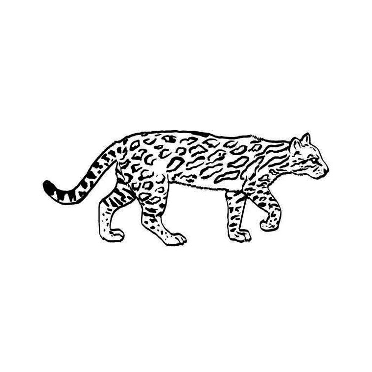 Coloriage Jaguar 20 Animaux Coloriages à Imprimer