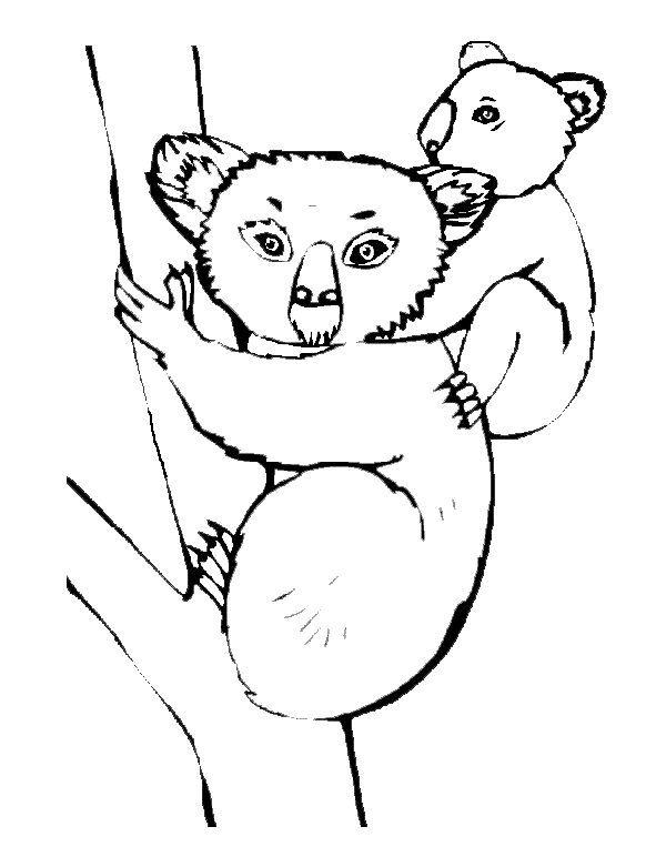 Dessin à colorier: Koala (Animaux) #9324 - Coloriages à Imprimer Gratuits