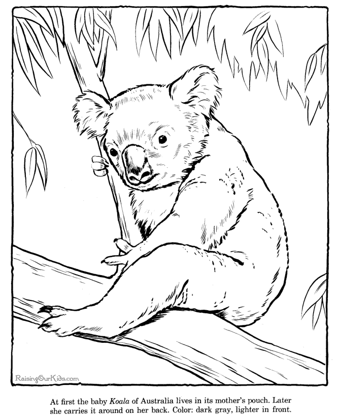 Dessin à colorier: Koala (Animaux) #9388 - Coloriages à Imprimer Gratuits