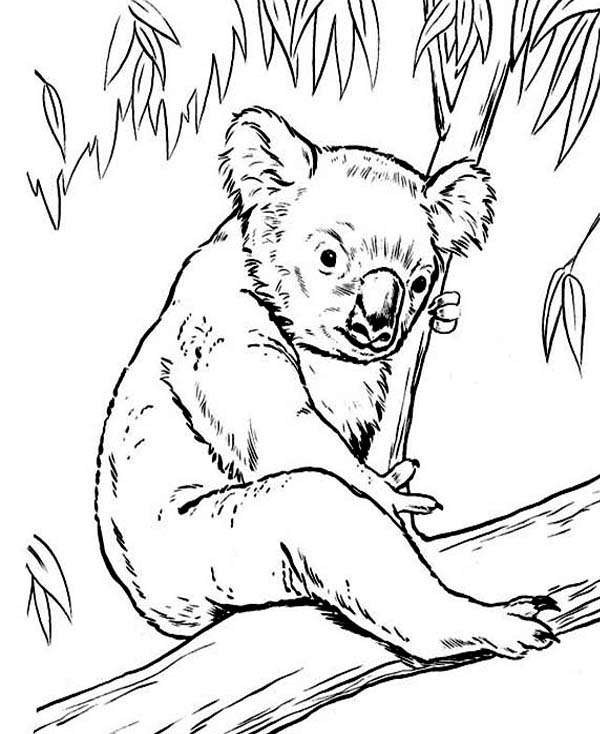 Dessin à colorier: Koala (Animaux) #9405 - Coloriages à Imprimer Gratuits