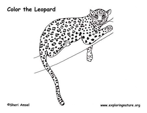 Dessin à colorier: Léopard (Animaux) #9753 - Coloriages à Imprimer Gratuits