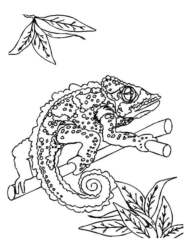Dessin à colorier: Lézards (Animaux) #22330 - Coloriages à Imprimer Gratuits