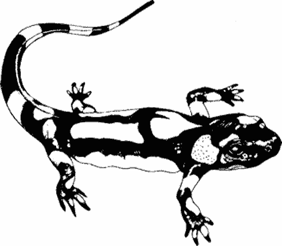 Dessin à colorier: Lézards (Animaux) #22430 - Coloriages à Imprimer Gratuits