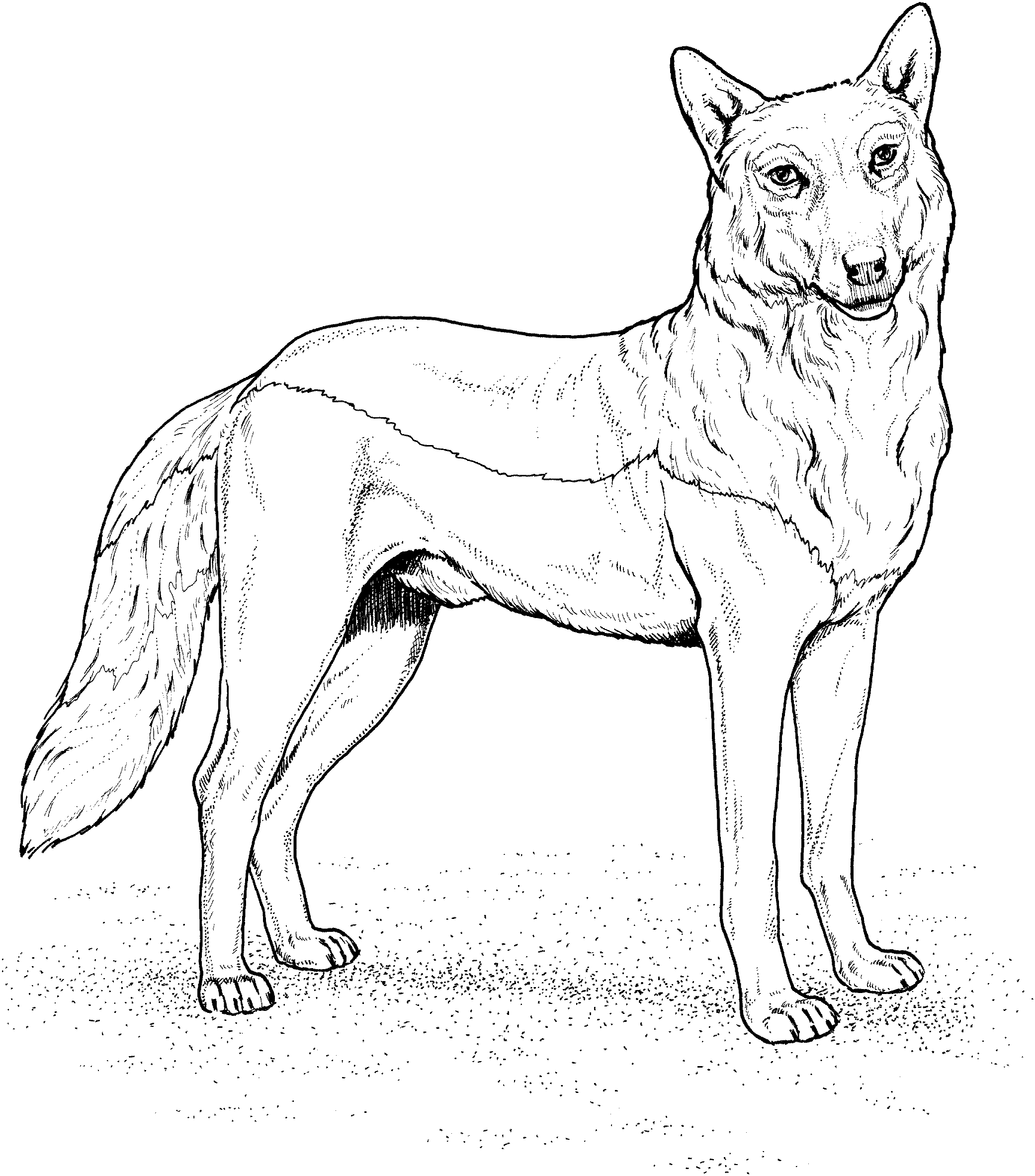Dessin à colorier: Loup (Animaux) #10443 - Coloriages à Imprimer Gratuits