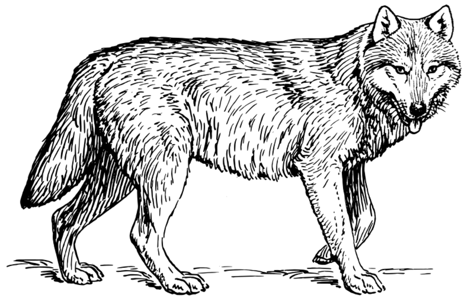 Dessin à colorier: Loup (Animaux) #10444 - Coloriages à Imprimer Gratuits