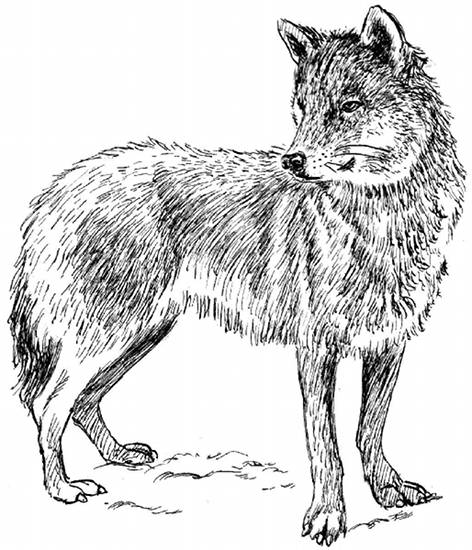 Dessin à colorier: Loup (Animaux) #10473 - Coloriages à Imprimer Gratuits